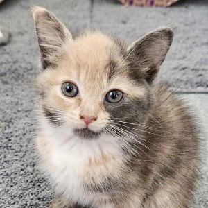 Tayto Dilute Calico Cat