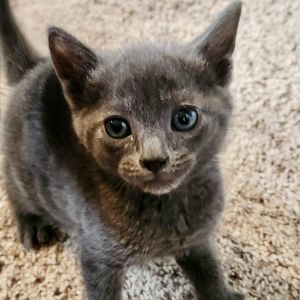 Artichoke Russian Blue Cat