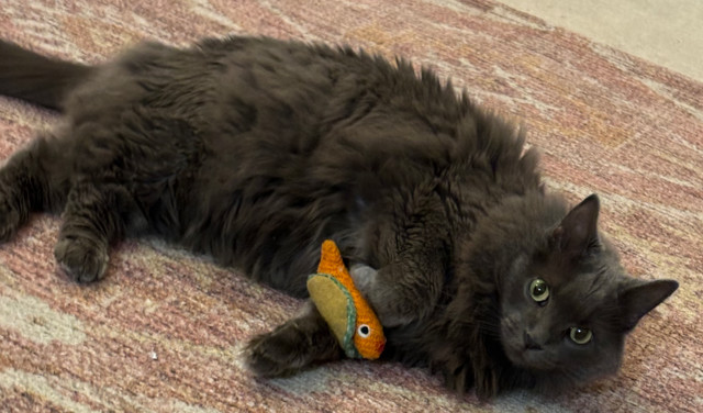 Pixie, an adoptable Nebelung in Chicago, IL, 60609 | Photo Image 1