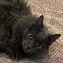 Pixie, an adoptable Nebelung in Chicago, IL, 60609 | Photo Image 2