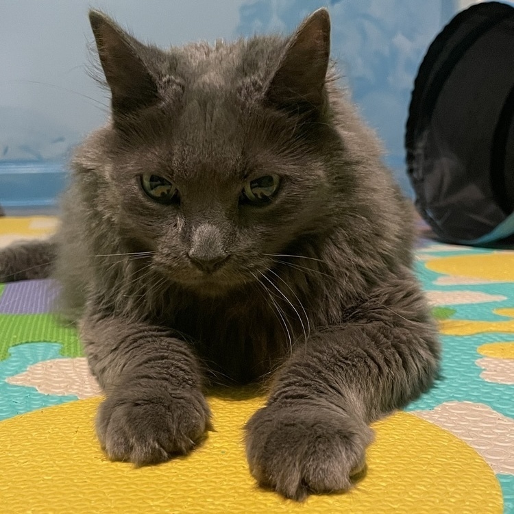 Pixie, an adoptable Nebelung in Chicago, IL, 60609 | Photo Image 3