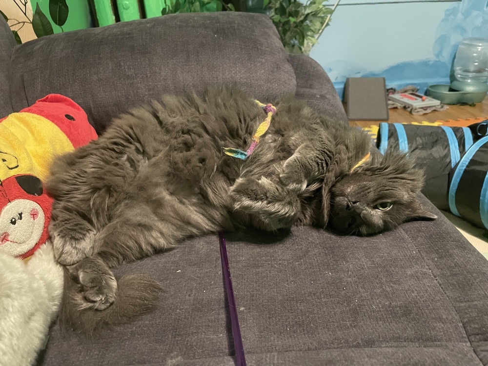 Pixie, an adoptable Nebelung in Chicago, IL, 60609 | Photo Image 4