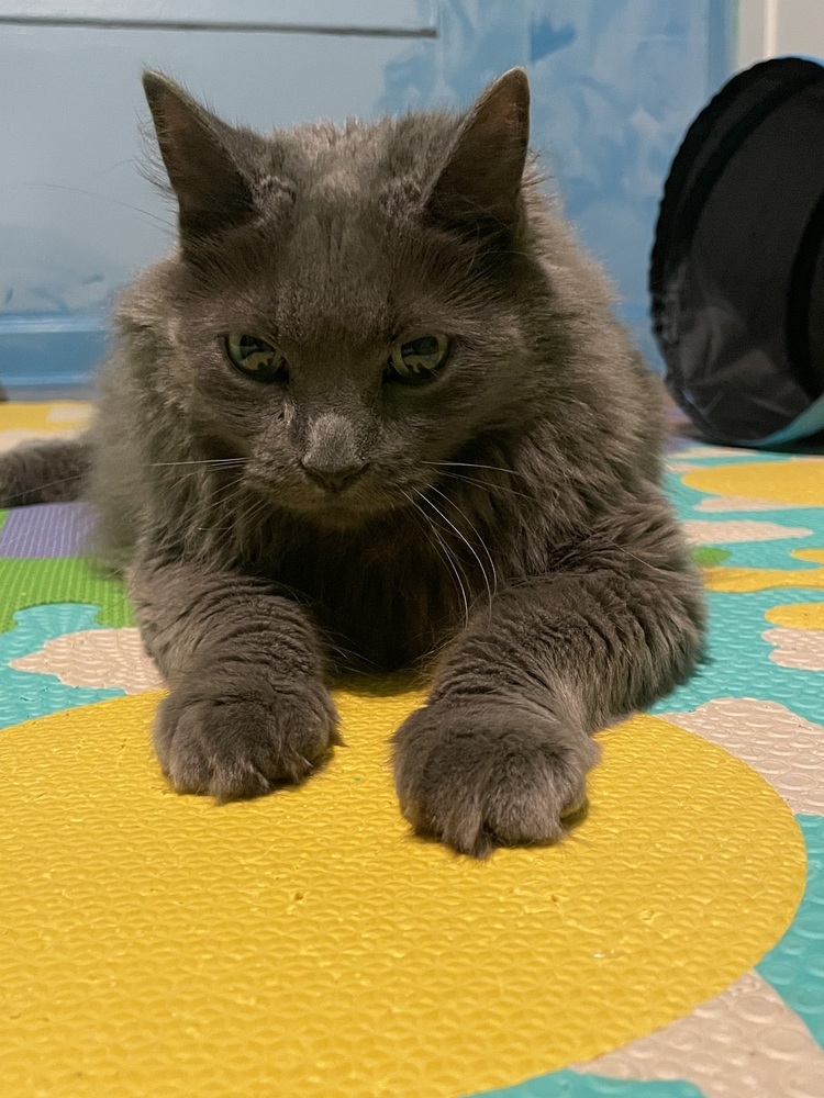 Pixie, an adoptable Nebelung in Chicago, IL, 60609 | Photo Image 5