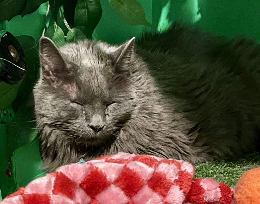Pixie, an adoptable Nebelung in Chicago, IL, 60609 | Photo Image 5