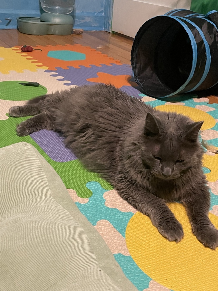 Pixie, an adoptable Nebelung in Chicago, IL, 60609 | Photo Image 6