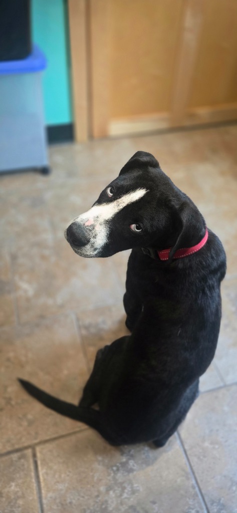 Maximus Max