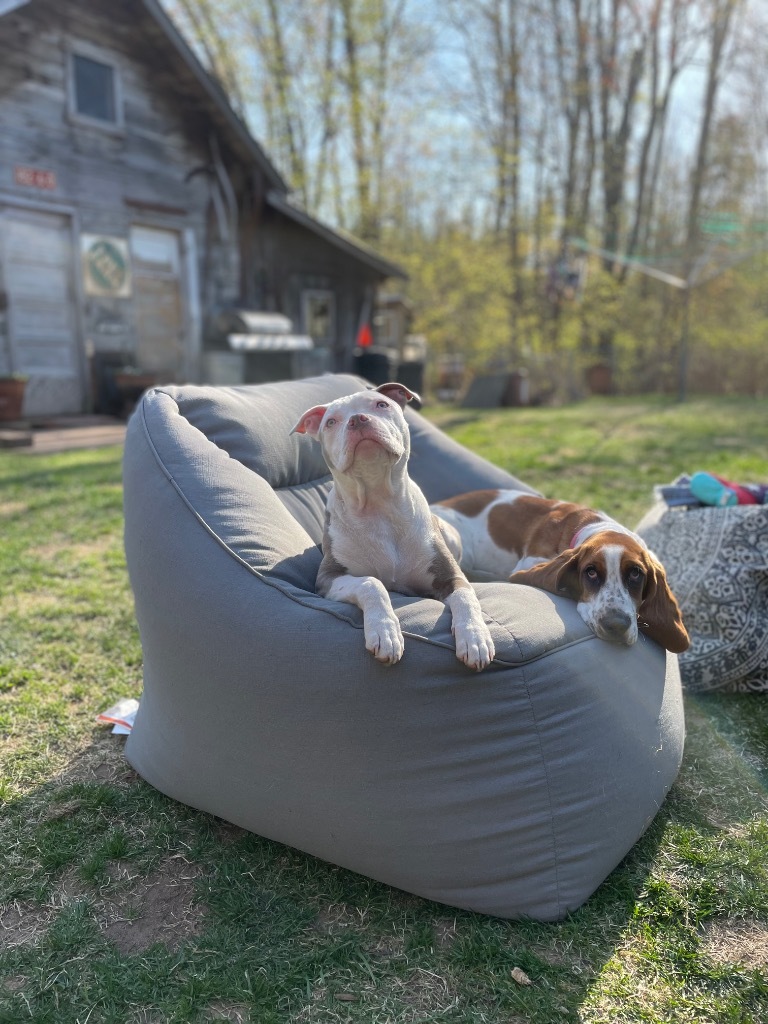 G2 Luna, an adoptable Pit Bull Terrier in Ashland, WI, 54806 | Photo Image 1