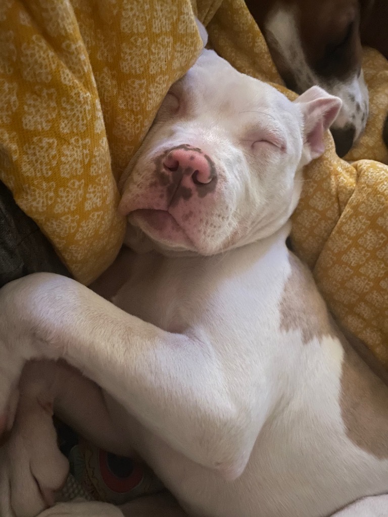G2 Luna, an adoptable Staffordshire Bull Terrier in Ashland, WI, 54806 | Photo Image 3