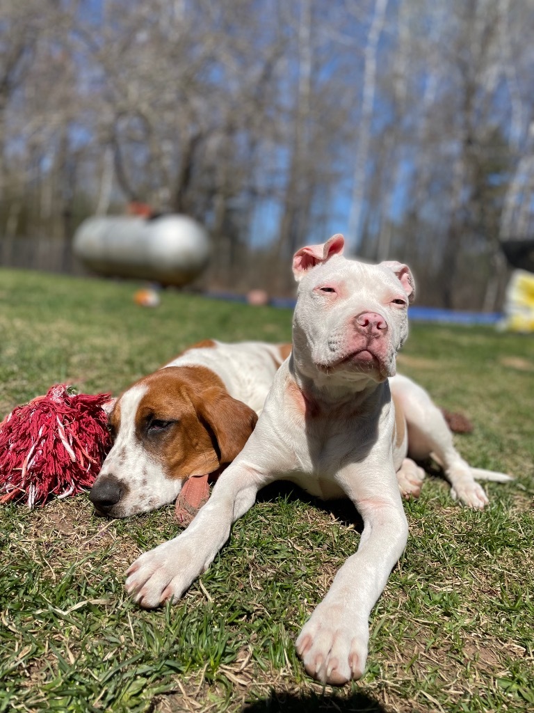 G2 Luna, an adoptable Staffordshire Bull Terrier in Ashland, WI, 54806 | Photo Image 5