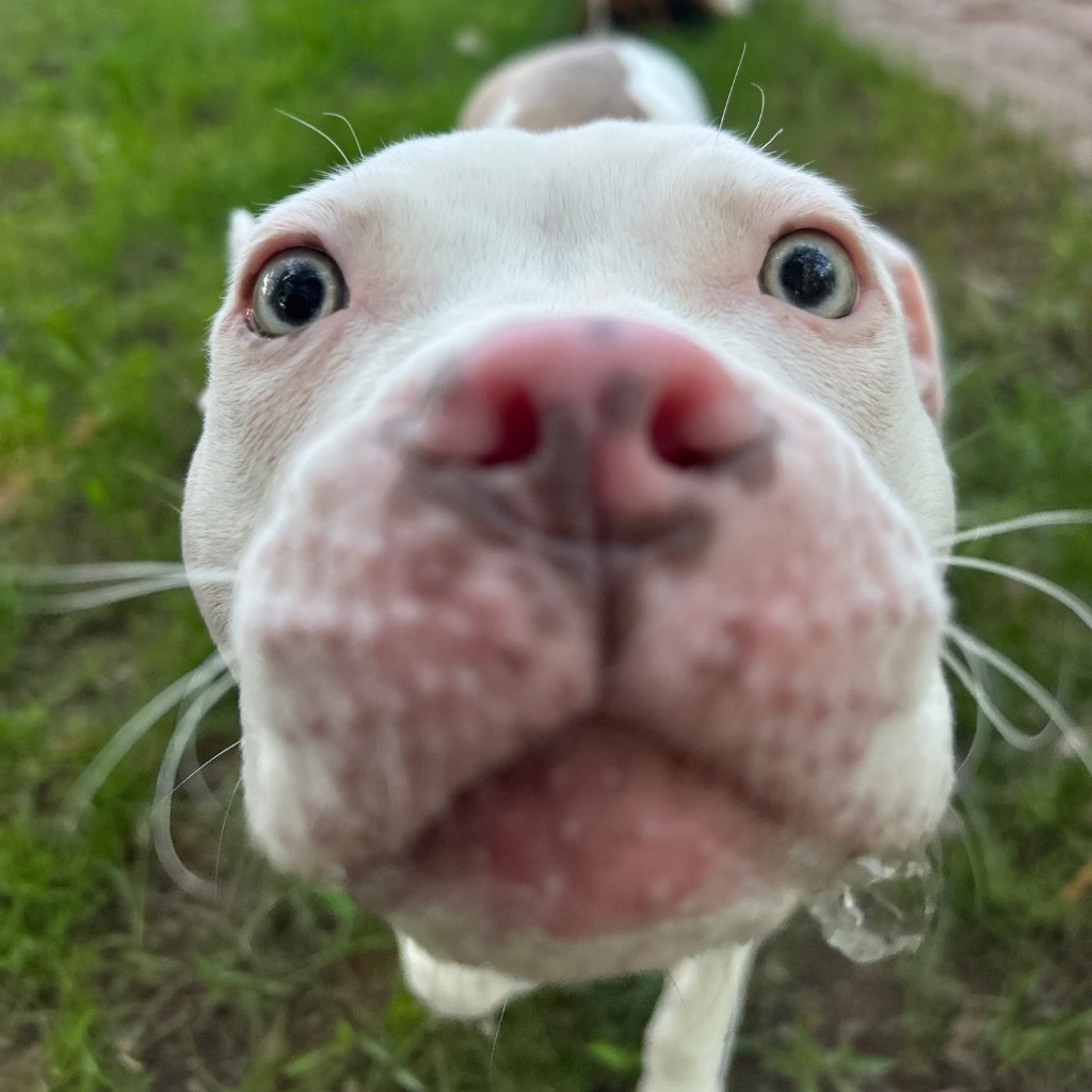 G2 Luna, an adoptable Pit Bull Terrier in Ashland, WI, 54806 | Photo Image 6