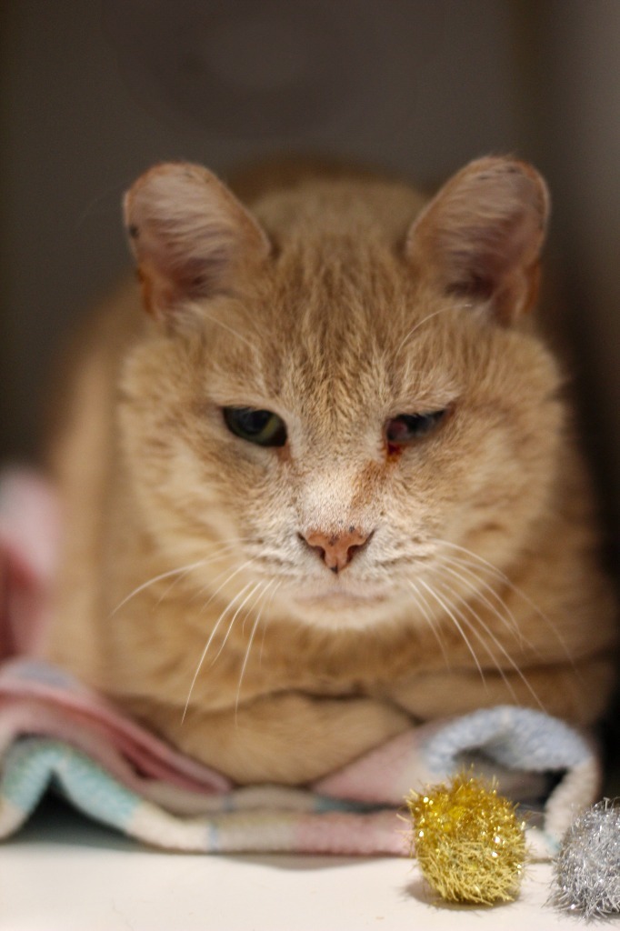 Cranberry, an adoptable Domestic Short Hair in Ashland, WI, 54806 | Photo Image 1