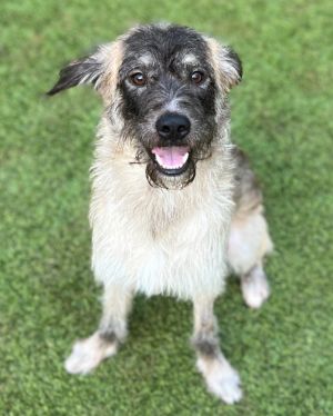 Cassian Andor Mixed Breed Dog
