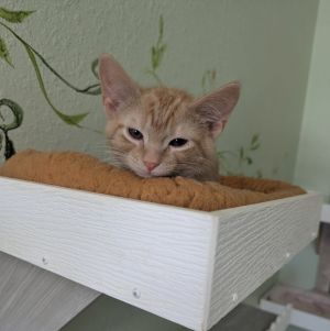 Kaida, Baby Male Domestic Short Hair