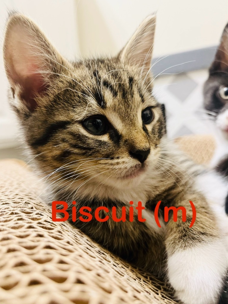 BISCUIT kitten ( M)