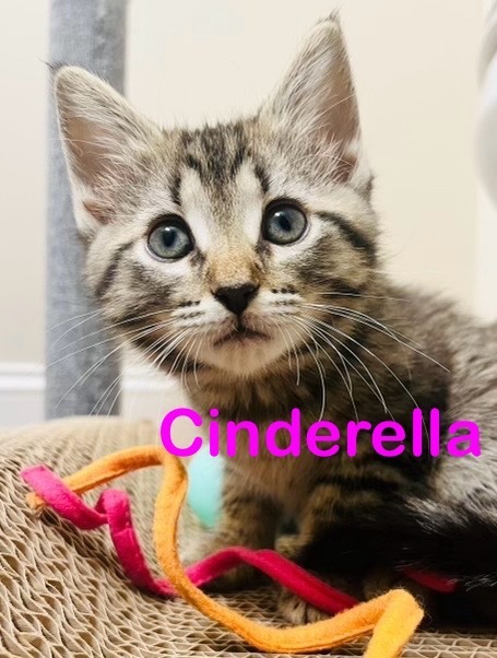 CINDERELLA kitten (f)
