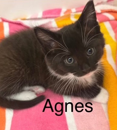 AGNES kitten (F)