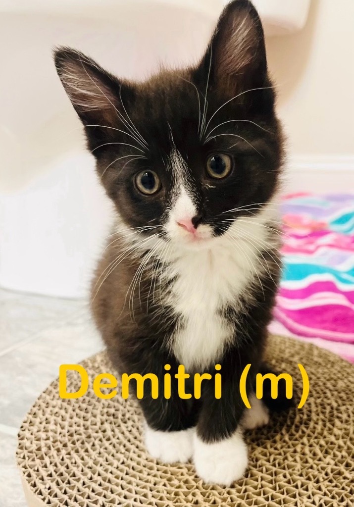 DEMITRI kitten (m)