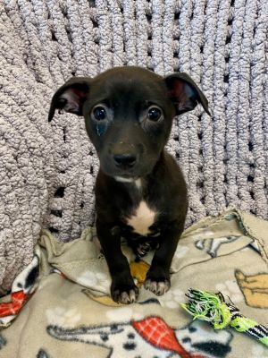 Pup 5 of 8, Young Male Mixed Breed