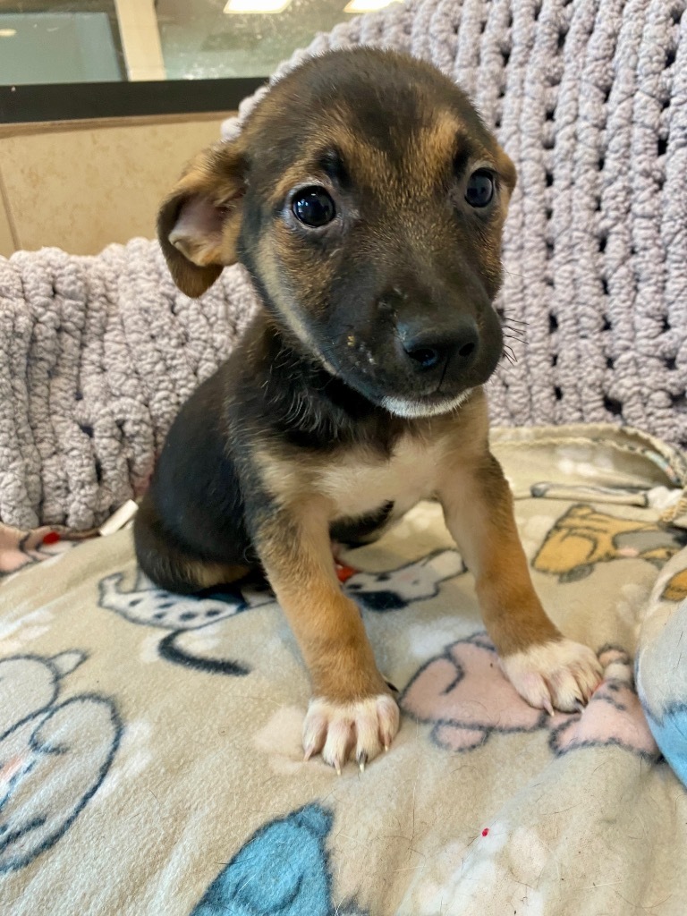 Pup 6 of 8