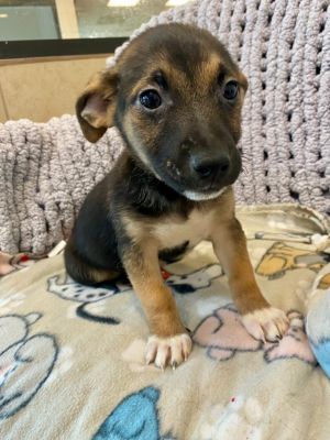Pup 6 of 8, Young Male Mixed Breed