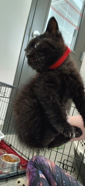 Warble, Baby Female Domestic Short Hair