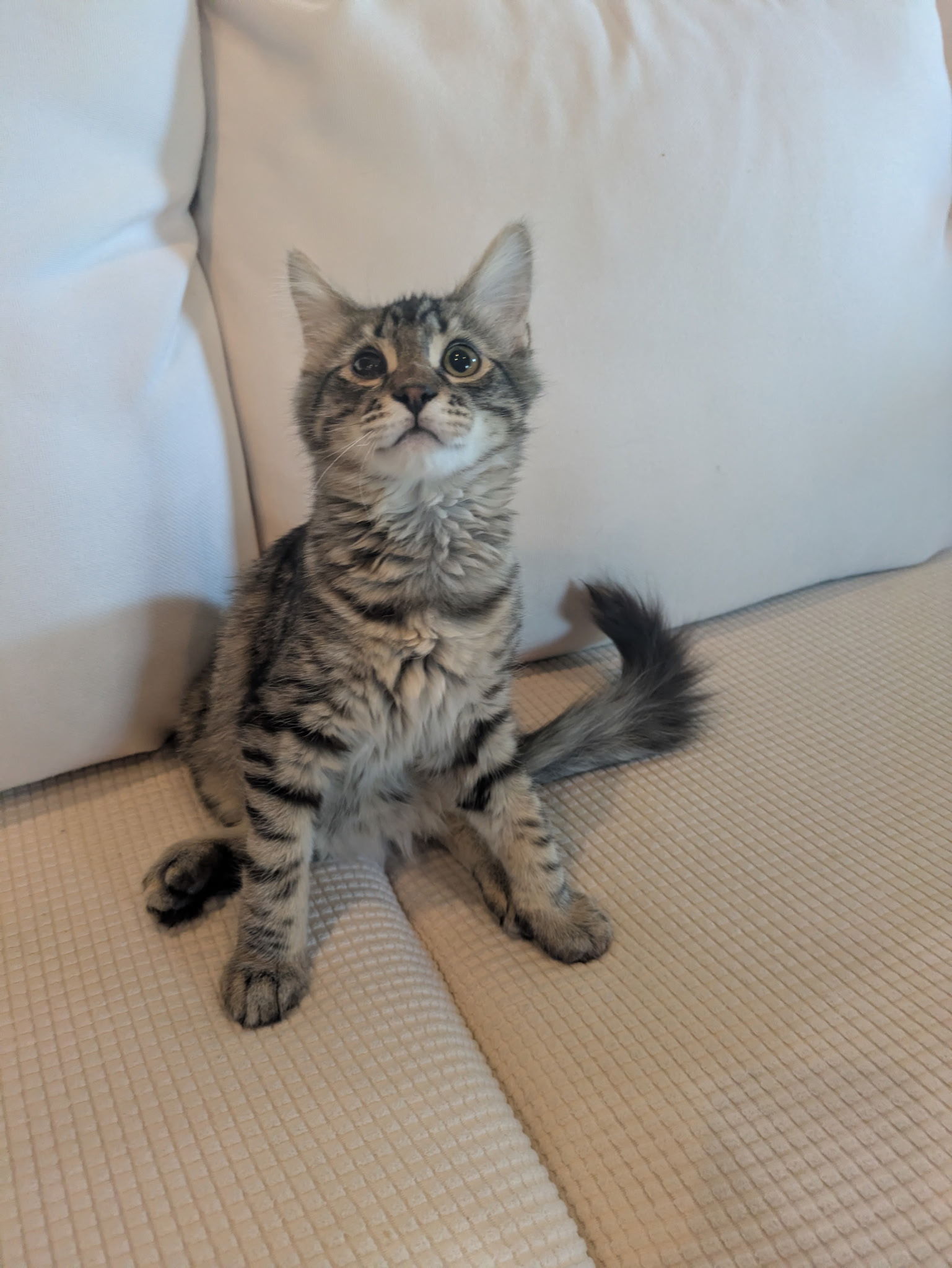 Hector