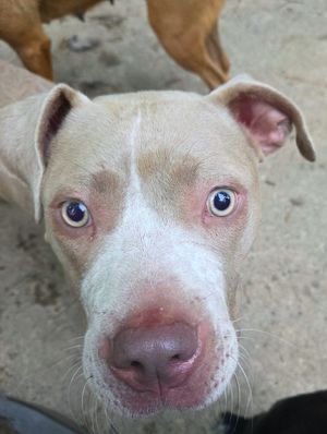 Please contact ADOPTION adoptdoggieharmonyorg for more information about this pet Luna might li