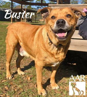 Buster, Adult Male unknown