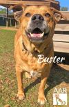 Buster photo 3
