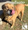 Buster photo 6