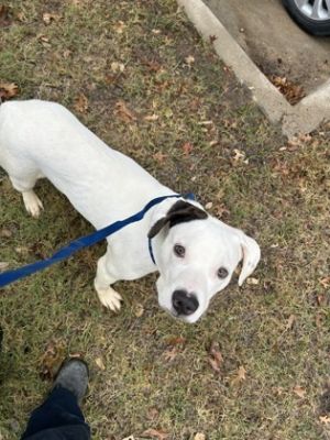Enzo, Adult Male Terrier