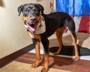 Athena, Adult Female Rottweiler