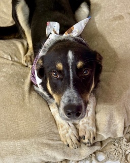 Peggy, Adult Female Shepherd