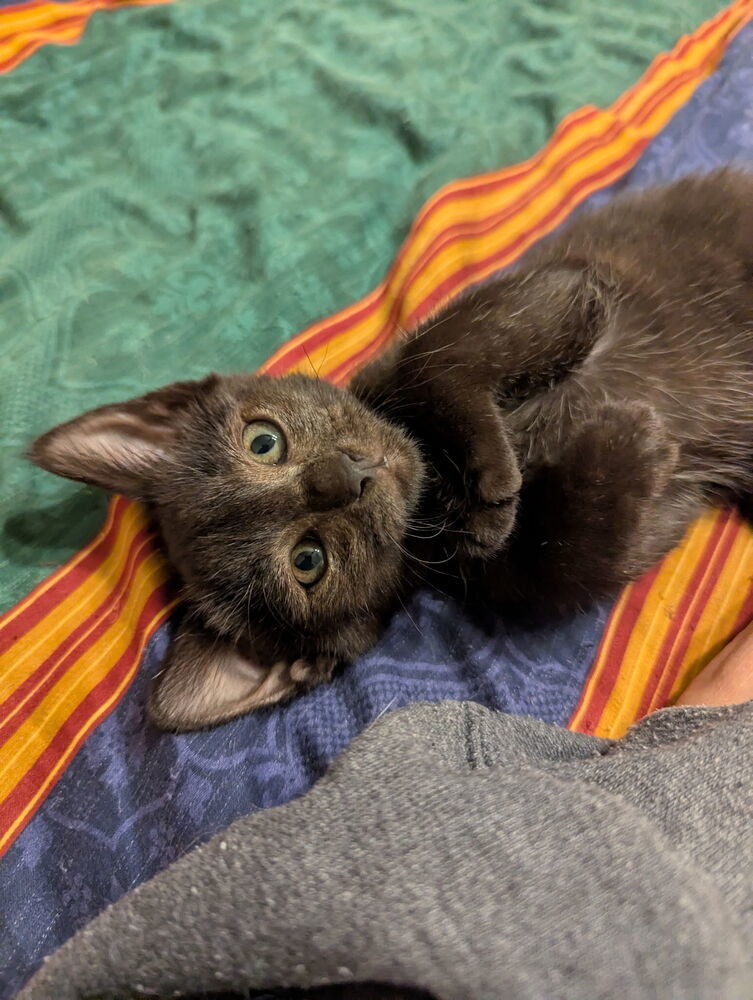 Purrsephone 7075