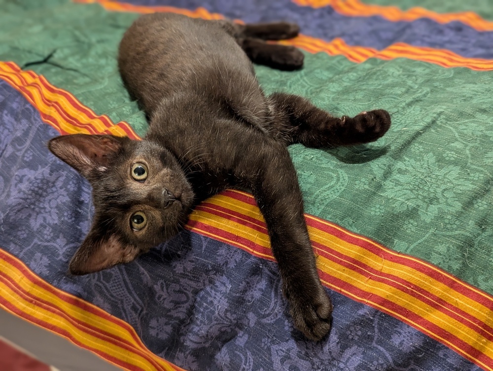 Purrsephone 7075