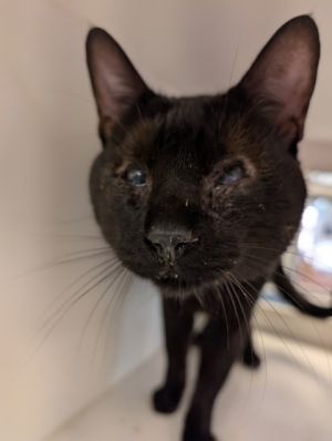 Elvis, Young Male Domestic Medium Hair