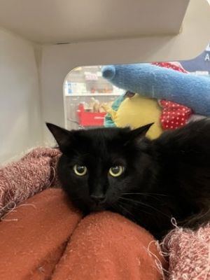Snap, Young Male Domestic Long Hair