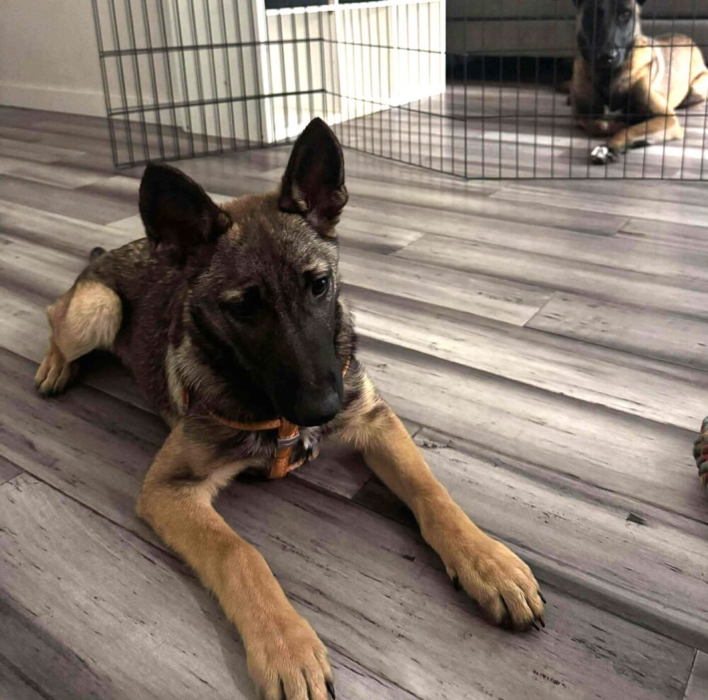 Dakota - Located in TX
