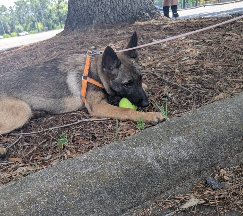 Dakota - Located in TX