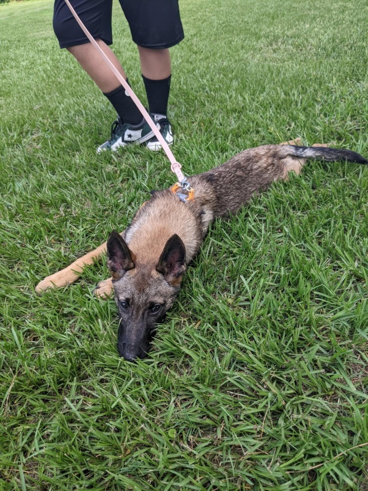 Dakota - Located in TX