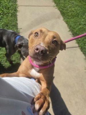 Celeste, Young Female Terrier