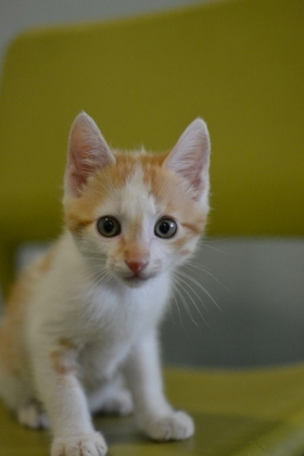 Raja Domestic Medium Hair Cat