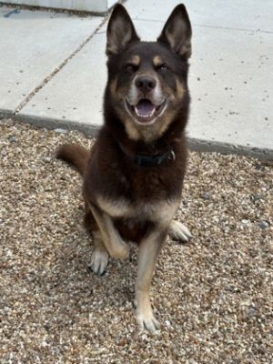 Hey there Im Bleu Im a bundle of energy always ready to play and have fun I can turn anything