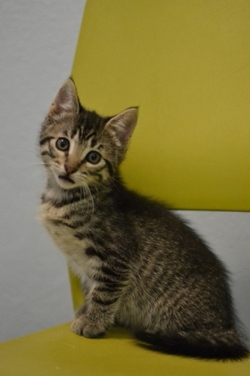 Hi there Im Jasper the most playful kitten in town Im full of energy and love to make everyone 