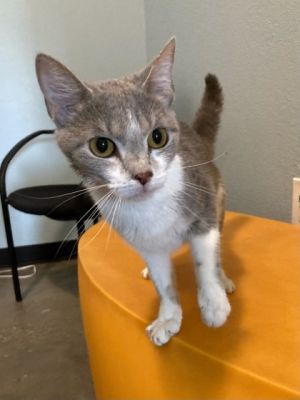 Hello Im Starla Im a sweet soul who loves making friends My favorite pastime Rubbing on people