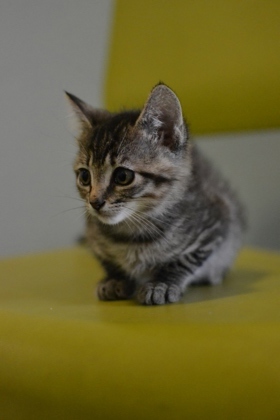 Hi Im April Im just a kitten but boy do I have energy Im always on the move exploring every