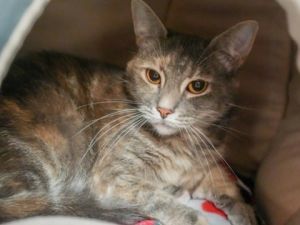 Stormy -SPONSORED, Adult Female Domestic Short Hair