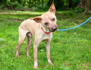 Elmer fka ER-21, Adult Male Mixed Breed