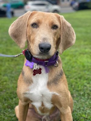 Gordo, Adult Male Coonhound