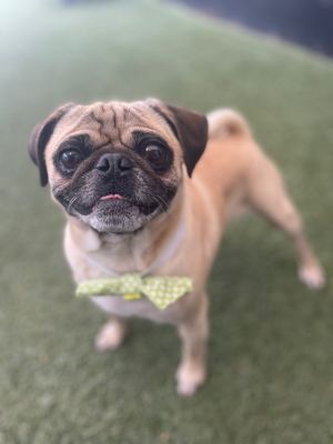 Sanogo Pug Dog